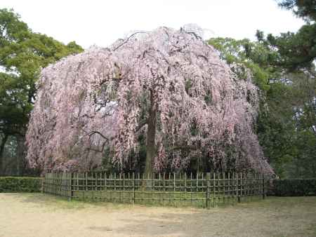 京都御苑　出水の桜