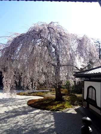 勇壮な高台寺のしだれ