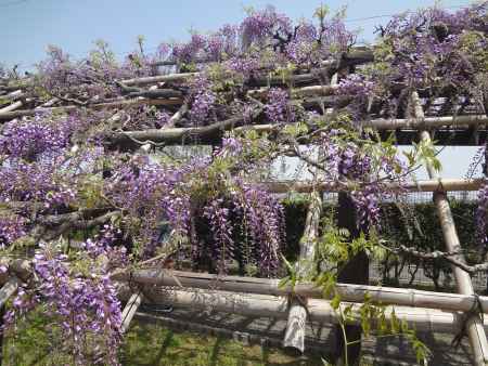 垂れ下がる藤の花