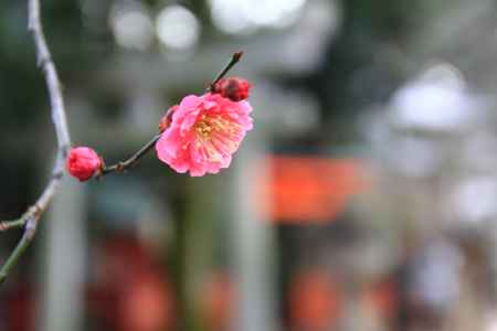 北野天満宮の紅梅