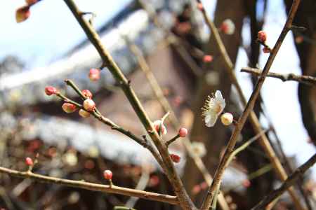 東北院の軒端の梅