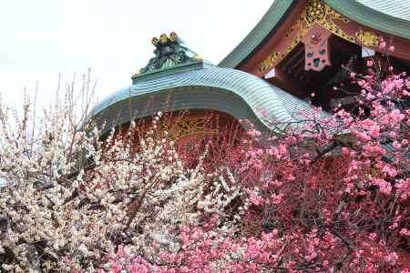 北野天満宮の紅白梅