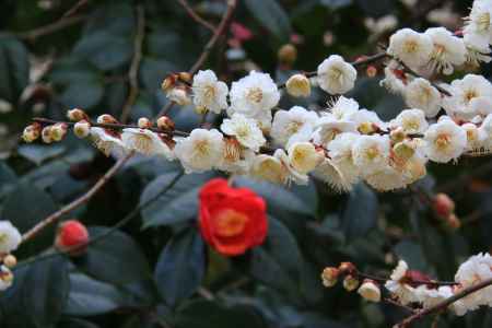 春の足音北野天満宮