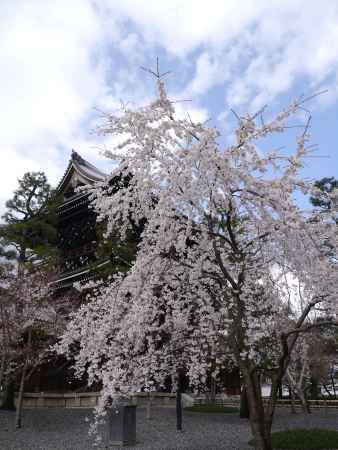 金戒光明寺の春