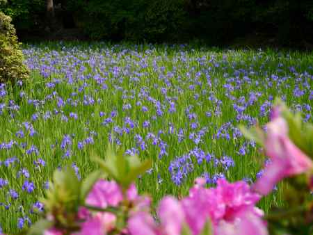 大田神社のかきつばた見頃ですよ