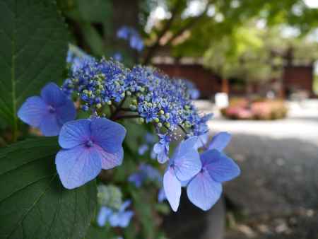 微笑む紫陽花