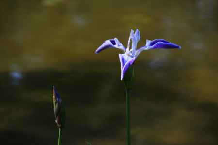 平安神宮の折鶴（杜若）
