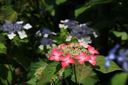藤森神社の紫陽花