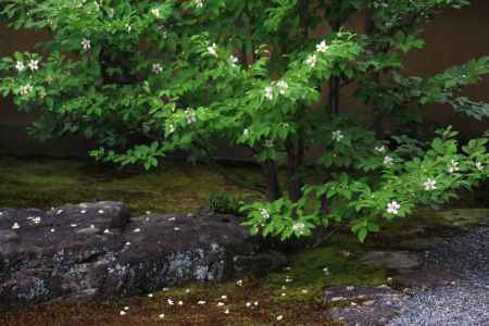 沙羅の花 東林院