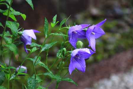 廬山寺の桔梗