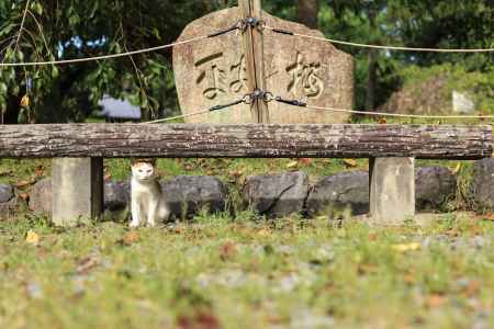 八坂のにゃんこ