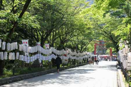 松尾大社 初夏の日差し