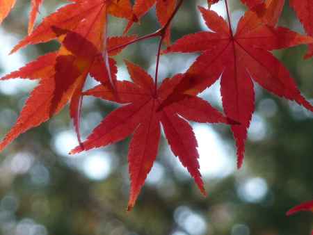 紅葉　（粟生光明寺）