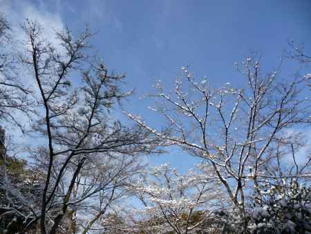 青空に映える （雪の金閣寺） 2014.01
