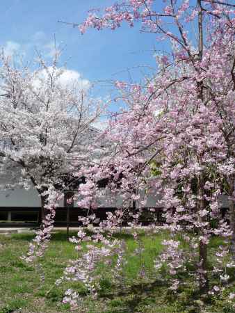 醍醐寺の桜 2014.04 -7