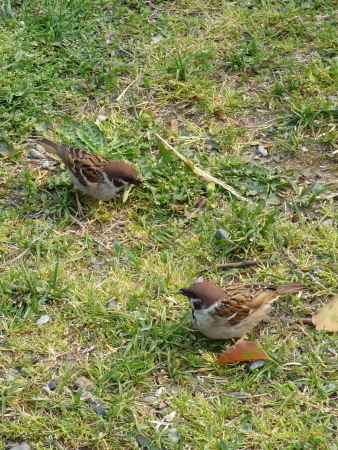 最近どう？ （雀・京都御所）