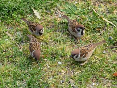 四角に集まってみました （雀・京都御所）