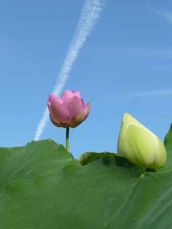 法金剛院・蓮の花と飛行機雲　2013.7 