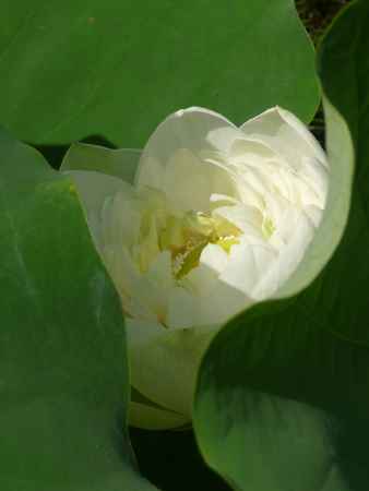 法金剛院・蓮　2013.7 -G