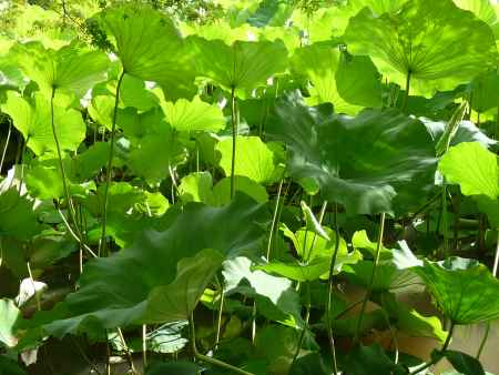 法金剛院・蓮の葉　2013.7