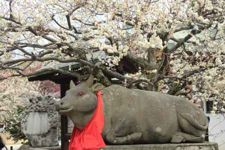 北野天満宮　梅