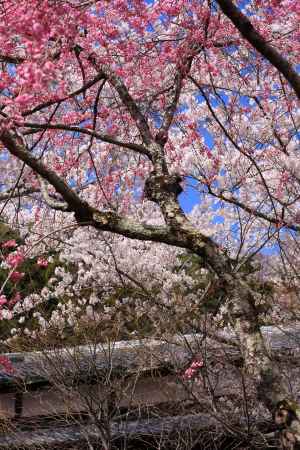 勝持寺　桜①