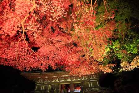 神護寺　ライトアップ②