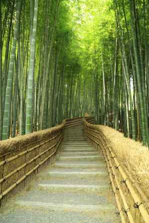 化野念仏寺　竹林