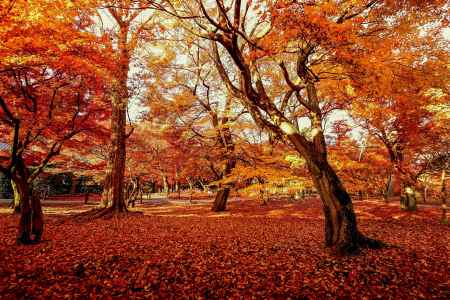 紅葉散歩：東福寺1
