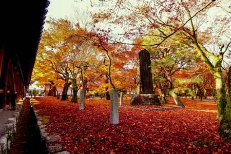 紅葉散歩：東福寺2
