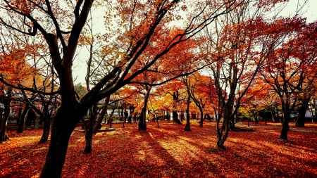 紅葉散歩：東福寺3
