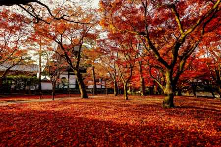 紅葉散歩：東福寺4