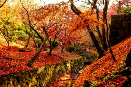 紅葉散歩：東福寺5