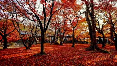紅葉散歩：東福寺6