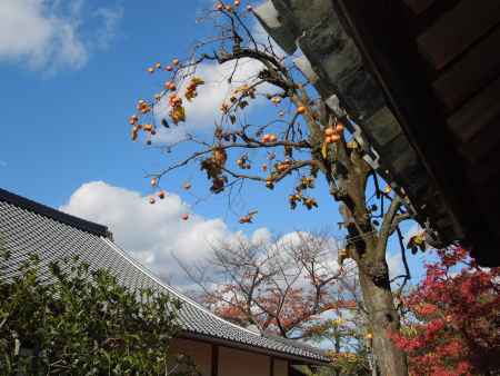 建仁寺の柿
