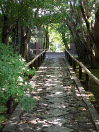 光悦寺参道の青モミジ