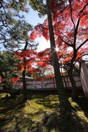 西来院参道の紅葉