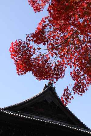 建仁寺と紅葉