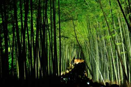 花灯路　竹林の道