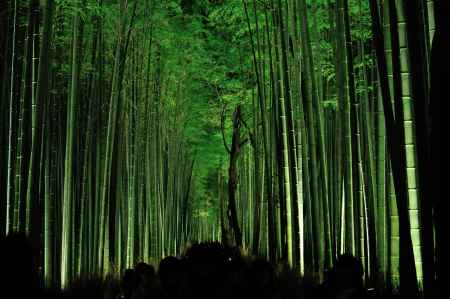 花灯路　竹林の道