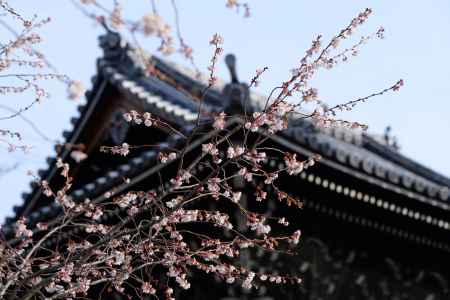 妙蓮寺　御会式桜