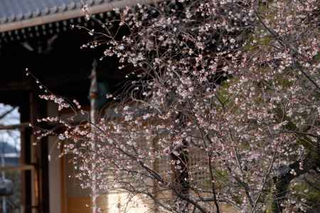 妙蓮寺　御会式桜2