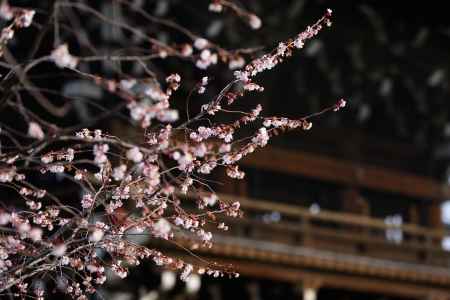 妙蓮寺　御会式桜4