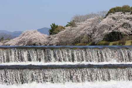 賀茂の流れに咲く