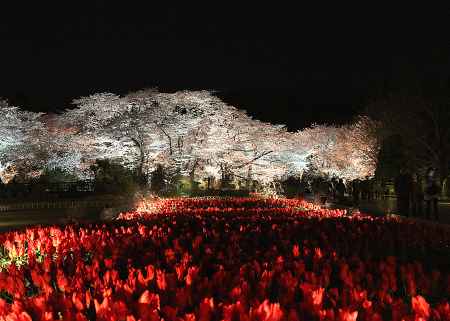 チューリップと桜の饗宴