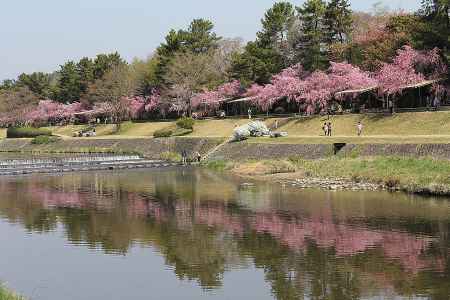 桜満開半木の道