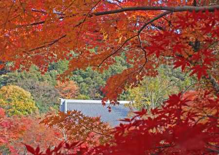 紅葉の永観堂