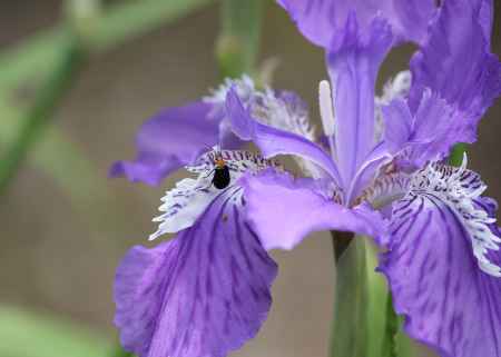 菖蒲（アヤメ）