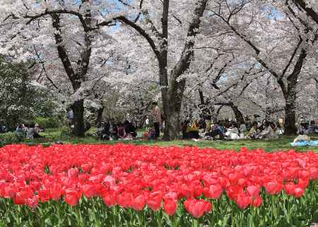 春の植物園でサクラとチューリップに囲まれ団欒