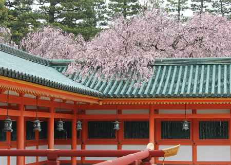 平安神宮の桜